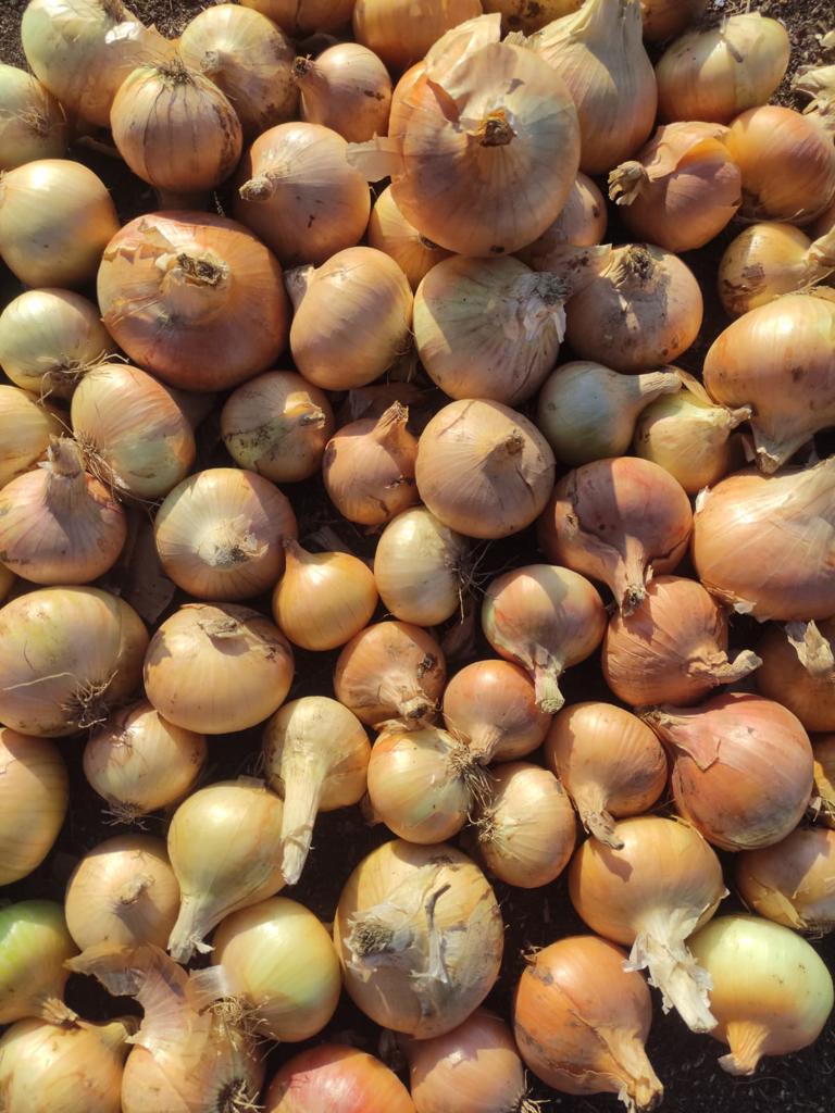 Product image - To ensure that you get the best quality and the best price, you have to deal with Alshams company.
We are  alshams an import and export company that offer all kinds of agriculture crops.
We offer you  fresh onion 
contact us .... Tel: 0020402544299
Cell(whats-app) 00201093042965